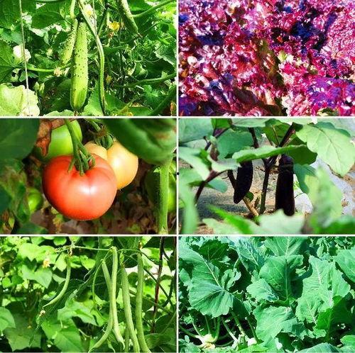 第九集安欣吃瓜视频全集,揭秘娱乐圈幕后真相