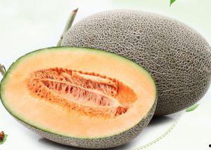 小五和员工吃哈密瓜视频,欢乐时光温馨满满