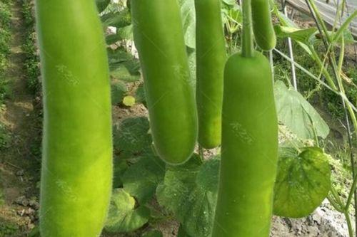 秋天的瓠瓜可以吃吗视频,揭秘瓠瓜的食用奥秘