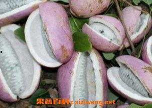 吃货吴大王吃八月瓜视频,美味之旅尽享田园风光