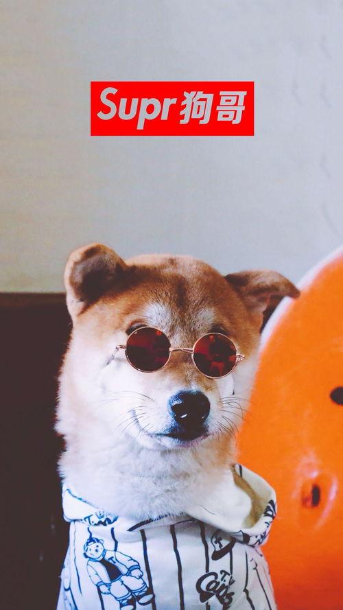 狗哥吃瓜视频大全,揭秘娱乐圈幕后故事