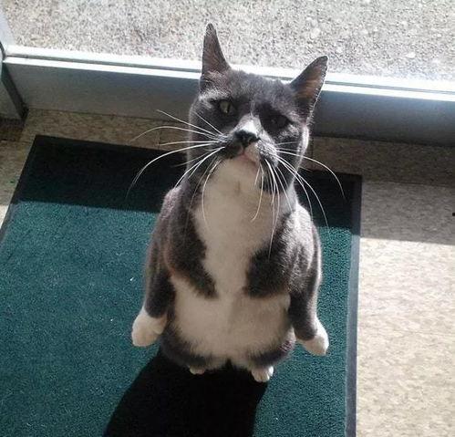 企鹅视频吃瓜,揭秘娱乐圈吃瓜大事件