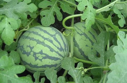 武汉工商吃瓜事件视频,一场网络热议的误会与反思