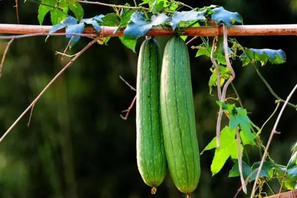 秋天吃三瓜视频,三瓜养生，尽享丰收美味