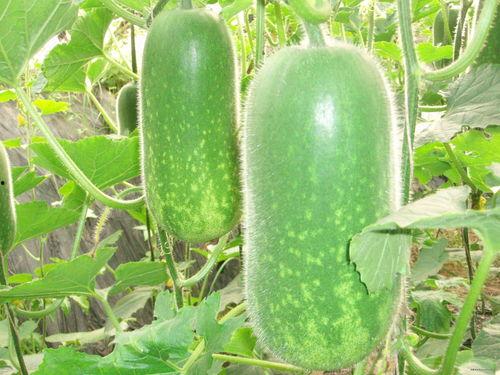 大瓜吃蜡瓶糖视频,一场甜蜜的视觉盛宴