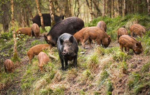 野猪吃红瓜视频大全集,野生奇观视频大盘点
