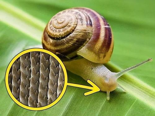 蜗牛吃瓜视频大全,趣味视频大全集锦